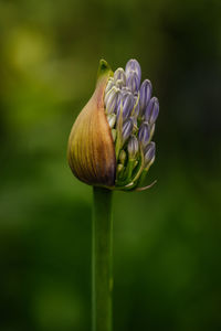 Close-up of purple flowering plant