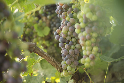 Grapes growing in vineyard