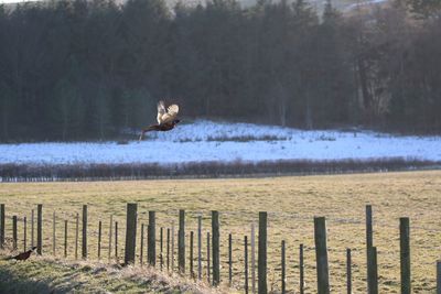 Pheasant flying mid air over fence