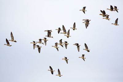 Low angle view of seagulls flying against clear sky