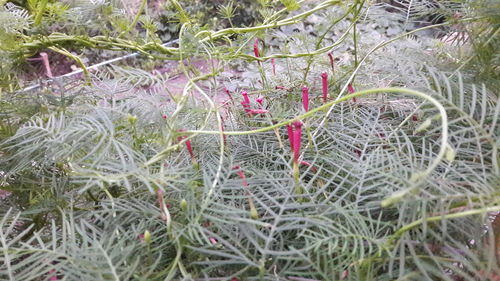 High angle view of plants growing on land