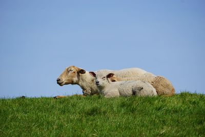 Sheep in a field