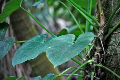 Close-up of plant