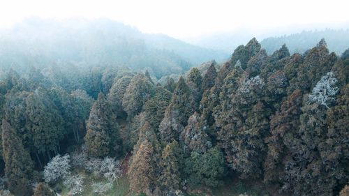 Panoramic view of pine trees in forest