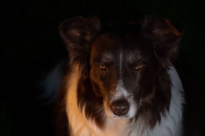 Close-up portrait of dog