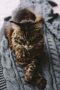 Close-up of tabby kitten