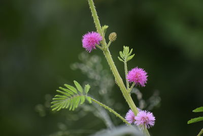 Close-up of pink thistle flower