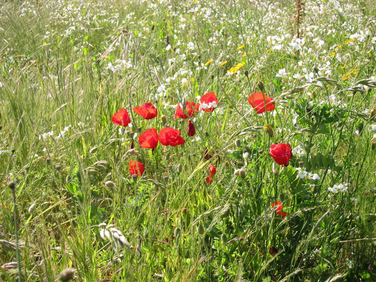 RED POPPIES GROWING IN FIELD