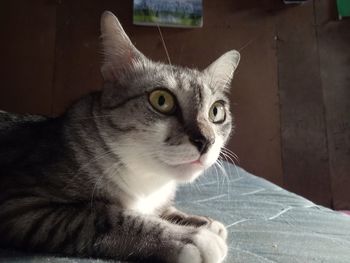 Close-up portrait of tabby cat