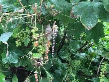 Close-up of insect on plant