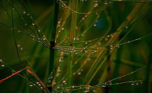 Close-up of wet plant