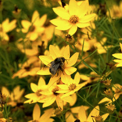 Close-up of bee pollinating on yellow flower