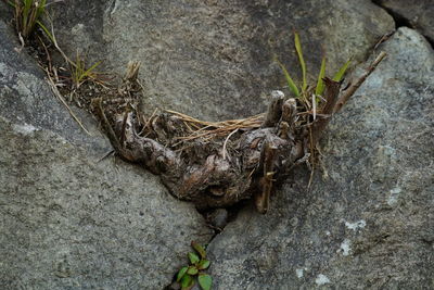 High angle view of roots