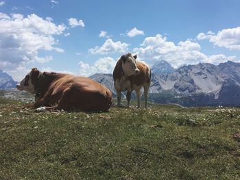 Cows on field against sky