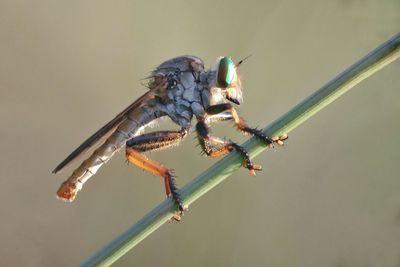 Close-up of insect