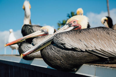 Close-up of pelicans on pier