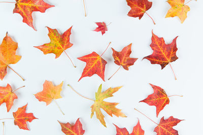 Close-up of maple leaves over white background