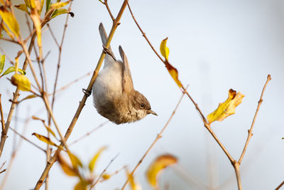 Low angle view of bird flying against sky