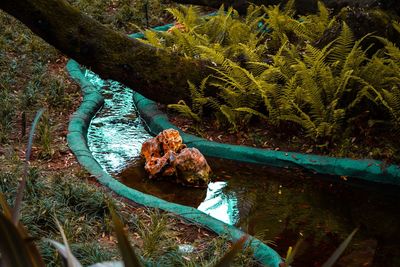 Pond by plants at park