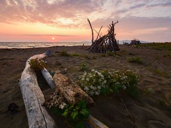 Driftwood on beach against sky during sunset