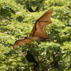 Close-up of butterfly on leaf