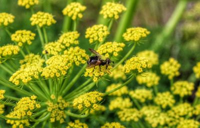 Close-up of bee pollinating on flower