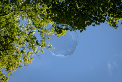 Low angle view of tree against sky