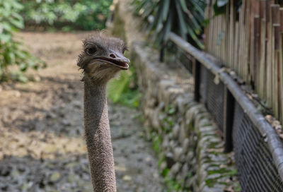 Close-up portrait of a bird