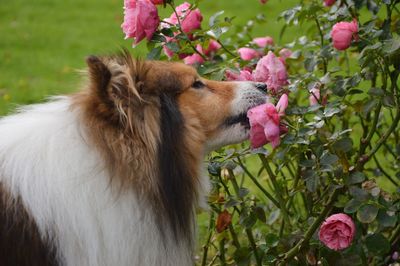 Close-up of dog biting on pink rose flower