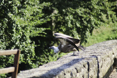 Bird perching on a rock