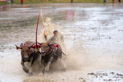 Man with buffalos during racing