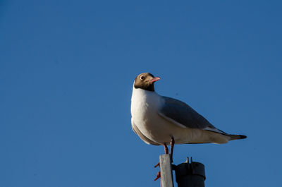 Low angle view of seagull perching on wall against clear blue sky