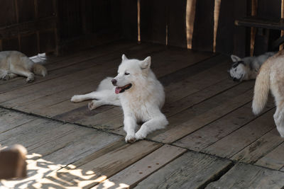 Husky dogs on a wooden floor in a kennel