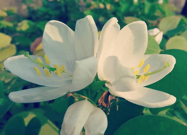 flower, petal, flower head, freshness, fragility, white color, beauty in nature, growth, blooming, close-up, nature, pollen, focus on foreground, white, stamen, plant, in bloom, single flower, blossom, no people