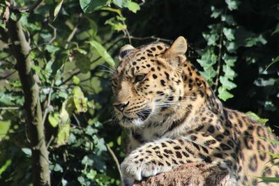 Close up of a turtle