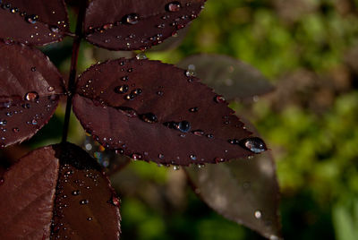 Close-up of wet maple leaf during autumn