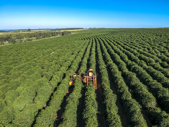 Scenic aerial l view of agricultural coffee field with  mechanized harvesting in brazil