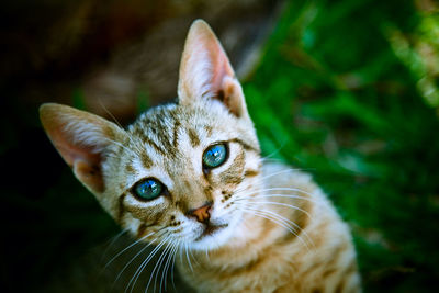 Close-up portrait of cat