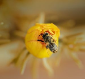 Close-up of bee pollinating on flower