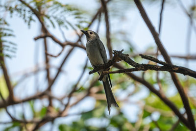 Close-up of bird perching on branch