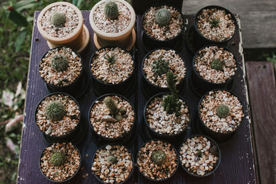 High angle view of potted plants arranged on table