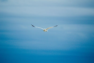 Low angle view of seagull flying against clear sky