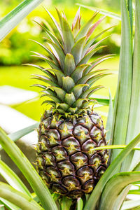 Close-up of pineapple growing at farm