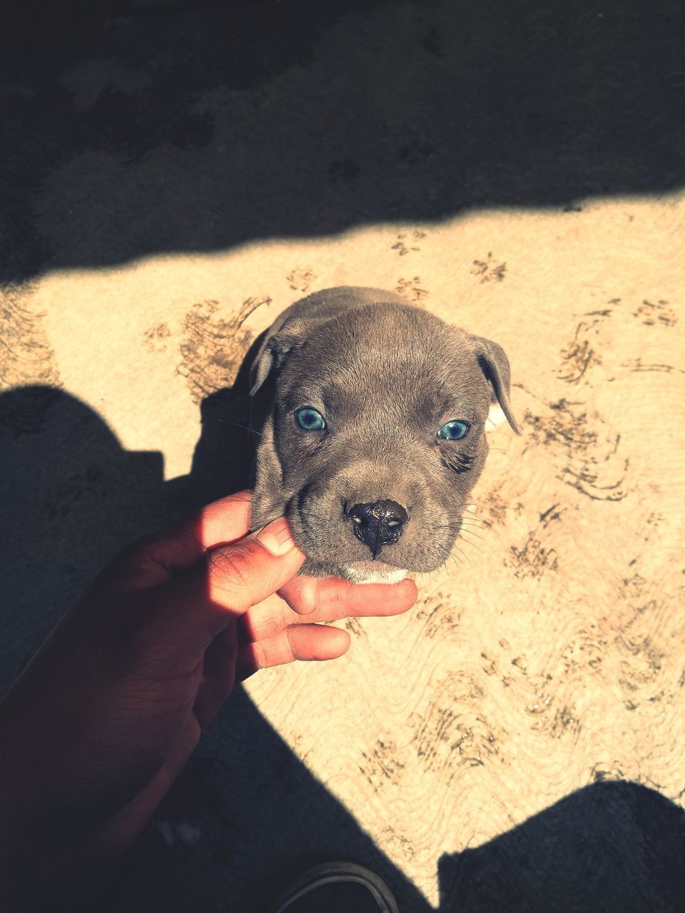 CLOSE-UP OF A DOG HOLDING HAND ON THE FLOOR