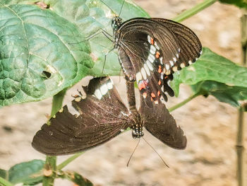 Butterfly on leaf