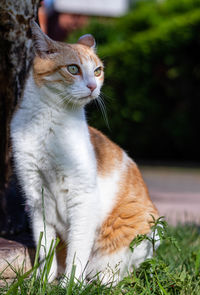 Close-up of a cat looking away