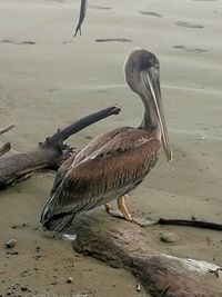 Close-up of pelican on lake