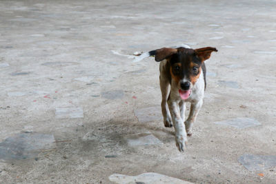 High angle portrait of dog standing on ground