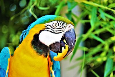 Close-up of a parrot eating fruit