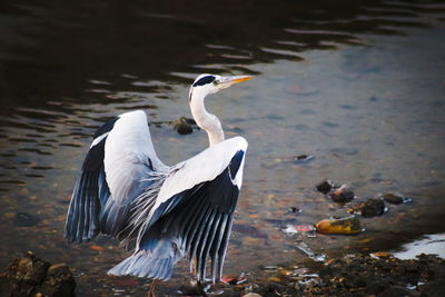 Birds perching on a lake